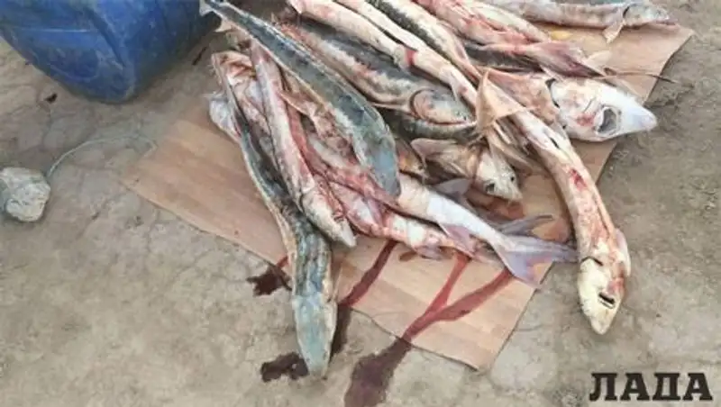 Полицейские Актау задержали автомобиль с партией рыбы осетровых пород