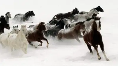 Zakon.kz, фото - Новости Zakon.kz от 10.01.2018 12:58