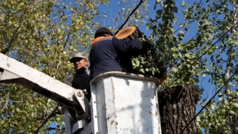 Более 40% деревьев в Алматы находятся в критическом состоянии