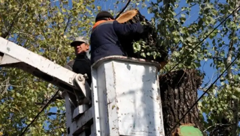 С 2011 года Алматы лишился более 30 тысяч деревьев