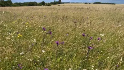 Сезоны года, фото - Новости Zakon.kz от 23.07.2018 18:29