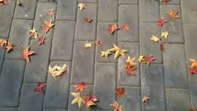 podmoskovje.com, фото - Новости Zakon.kz от 16.09.2018 09:30