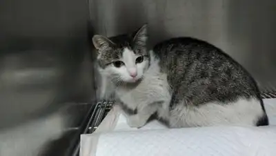 yk-news.kz, фото - Новости Zakon.kz от 20.04.2021 20:35