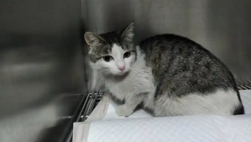 Кошек замуровали в подвале дома в Усть-Каменогорске