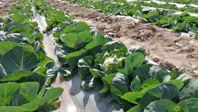 пресс-служба, фото - Новости Zakon.kz от 13.04.2020 12:16