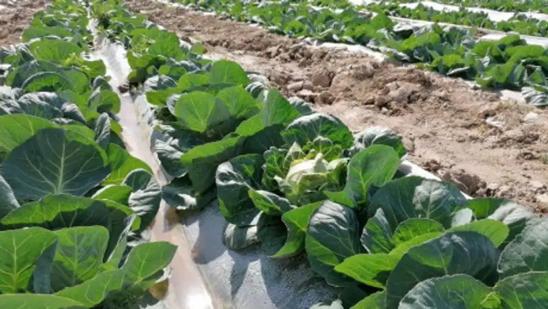 Аграрии Туркестанской области экспортировали первый весенний урожай