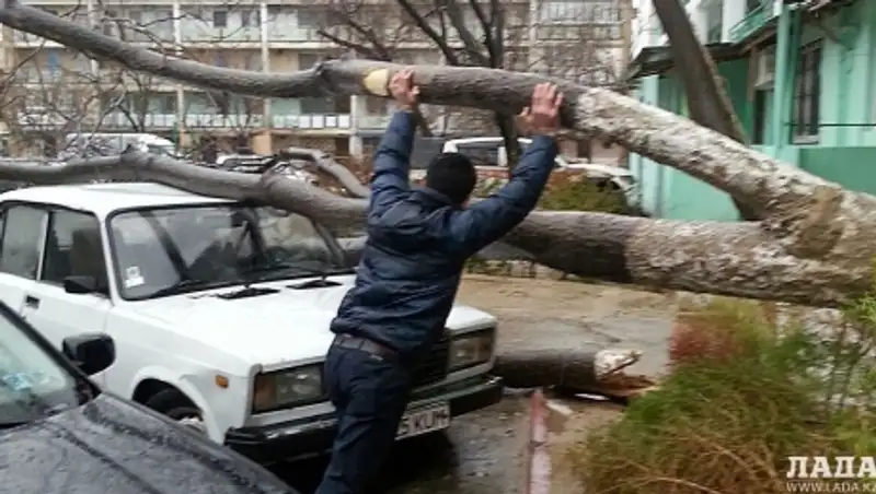 В нескольких микрорайонах Актау упавшие деревья повредили автомобили