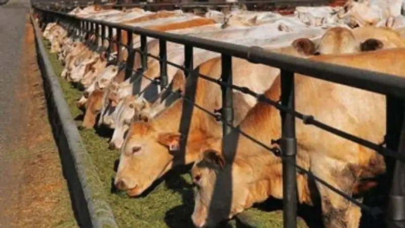 В Кызылорде откроют научно-методический центр животноводства