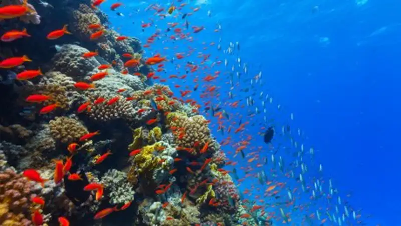 Ученые подсчитали, сколько процентов мирового океана загрязнили люди