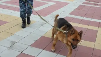 Пресс-служба ДВД Костанайской области, фото - Новости Zakon.kz от 04.04.2018 19:38