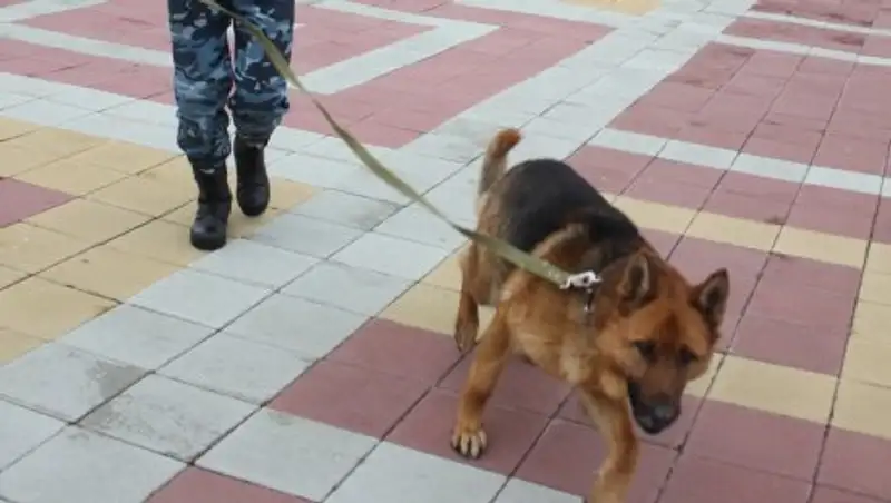 Полицейский пес помог костанайским кинологам раскрыть два преступления