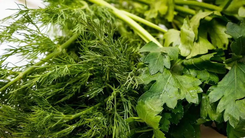 Врач назвал причины включить в рацион больше свежей зелени