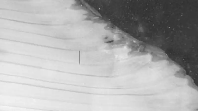 Биологи случайно убили старейшее животное на планете