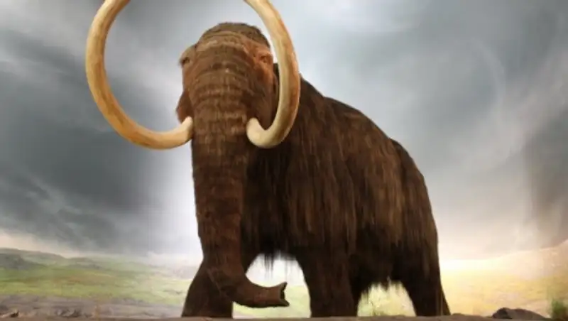Ученые из РФ и Южной Кореи попытаются найти в коже мамонта живые клетки для клонирования