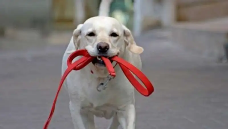 Полицейские Петропавловска предупредили почти тысячу владельцев домашних животных