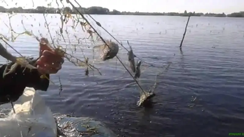 За месяц у браконьеров в ВКО изъято 26 тонн незаконно пойманной рыбы