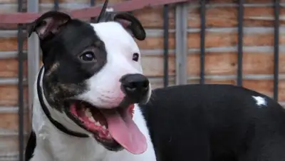 Zakon.kz, фото - Новости Zakon.kz от 10.11.2015 17:17