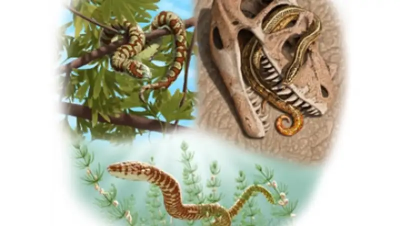 Найдены древнейшие ископаемые змеи на планете