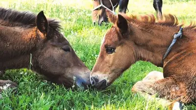 Zakon.kz, фото - Новости Zakon.kz от 27.06.2017 04:18