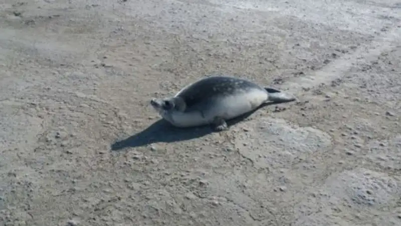 Экологи рассказали о возможных причинах появления тюленей в степи Мангистау
