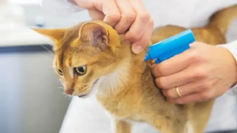 Алматыда жануарларын чиптеуге ынта білдірушілер көбейіп келеді