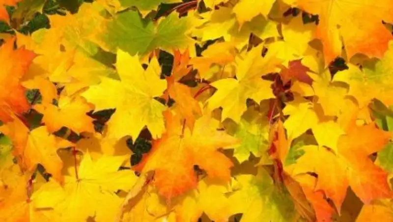 Синоптики сообщили, когда начнется похолодание