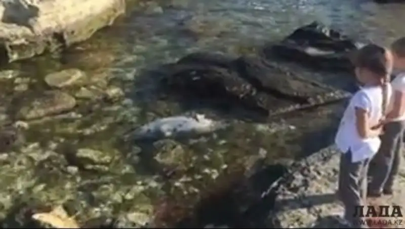 На побережье Актау обнаружили мертвого тюленя