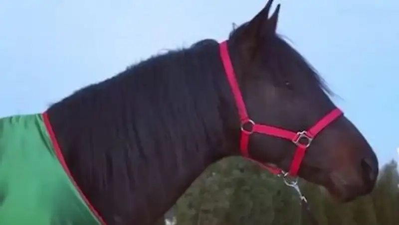 Кыргызстанец подарил Кадырову коня со святым родимым пятном