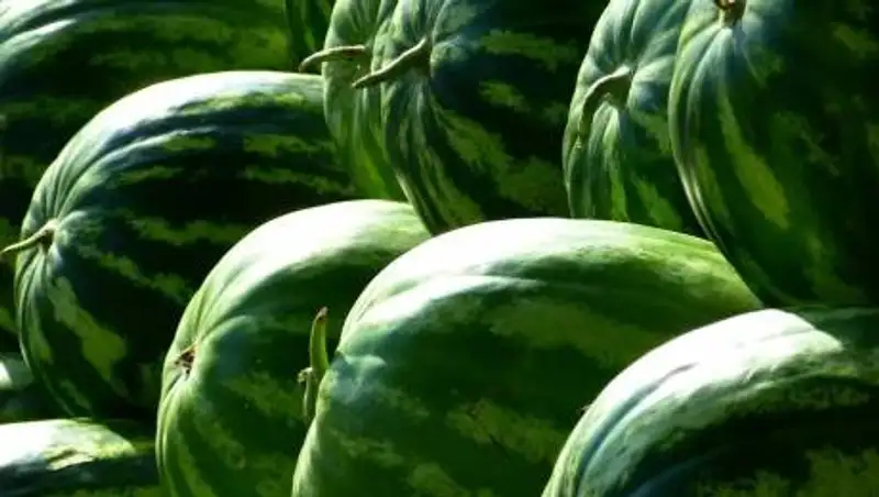 Врачи рассказали, чем чревато переедание арбуза