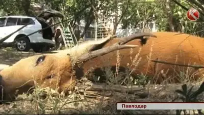 Zakon.kz, фото - Новости Zakon.kz от 03.07.2015 07:05