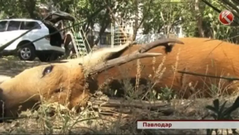 Причиной гибели косули в Павлодаре стал сторожевой пес