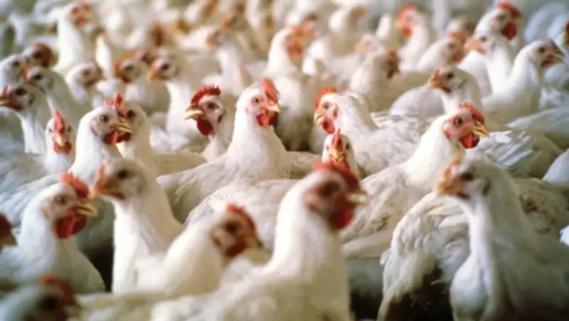 Казахстанское мясо птицы отправят на арабские и китайские рынки