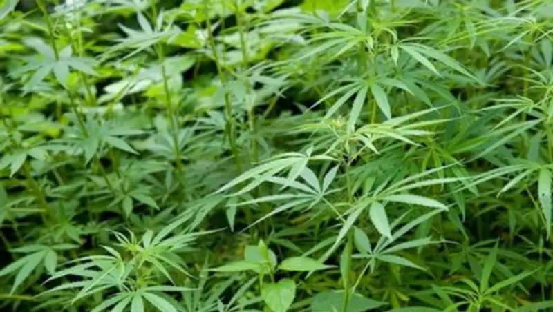 Тысячу кустов конопли выращивал на участке житель Алматинской области