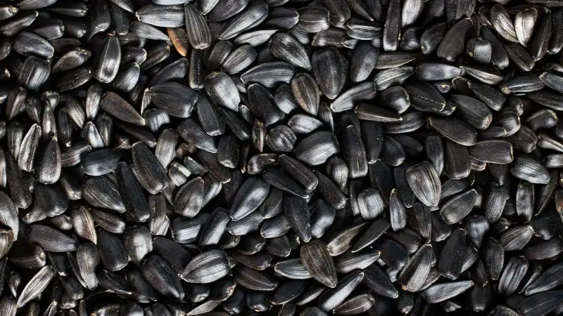 В Казахстане расширили список товаров, в отношении которых применяются вывозные таможенные пошлины