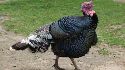 naturephoto, фото - Новости Zakon.kz от 23.05.2020 09:39