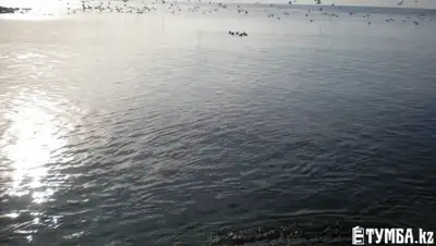 Zakon.kz, фото - Новости Zakon.kz от 28.12.2015 14:04