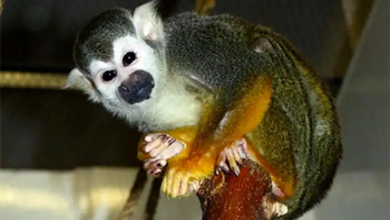 Из челябинского зоопарка сбежала обезьяна Мини