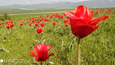 пресс-служба, фото - Новости Zakon.kz от 01.05.2019 09:40