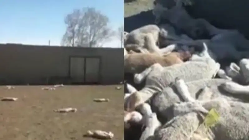 Названа причина загадочного падежа ягнят в ВКО