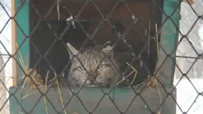 Zakon.kz, фото - Новости Zakon.kz от 30.12.2016 21:05