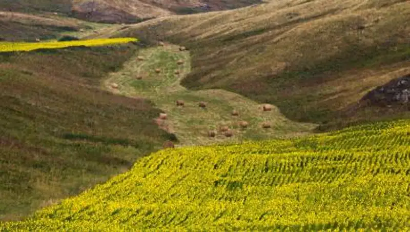 Мораторий на аренду земли иностранцами продлят до конца 2026 года