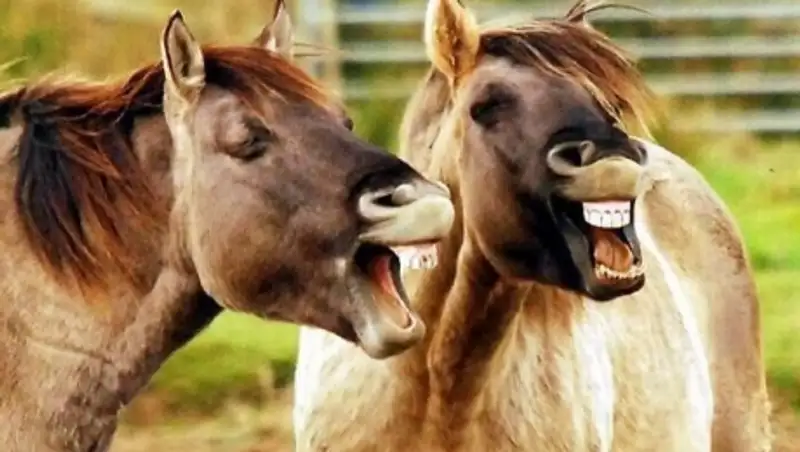 В получении взятки в виде лошади уличен замакима района в Карагандинской области