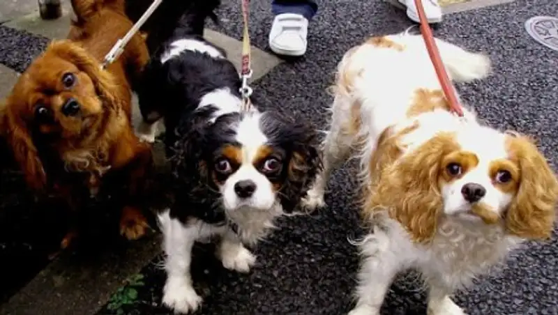 Ford: люди готовы делиться машинами и собаками за деньги