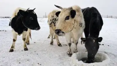 Pinterest, фото - Новости Zakon.kz от 26.01.2021 22:49