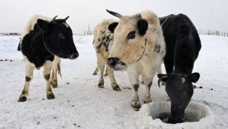 Скот гибнет в глубоких ямах на полях в Туркестанской области
