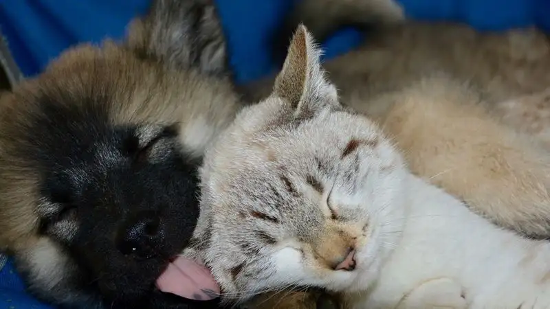 Самые опасные продукты для домашних животных