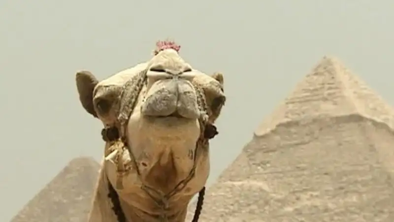 В Египте предлагают легализовать гашиш, чтобы помочь экономике