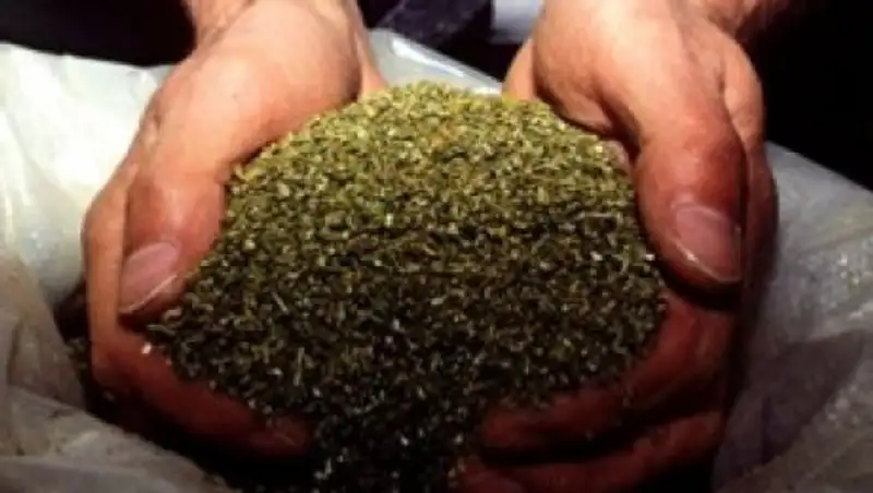 Власти Греции конфисковали почти тонну марихуаны