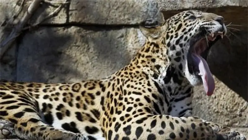 Алматинский зоопарк обменял уток на ягуара