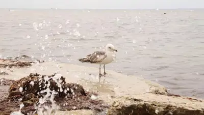 Токаев подписал закон о ратификации договора о делимитации границы с Туркменистаном, фото - Новости Zakon.kz от 02.11.2022 15:46